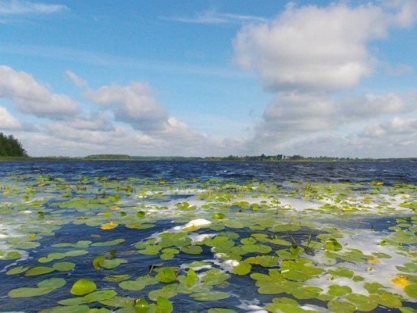 Олександр Кухаренко. 16 «лайків»